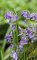 hyacinthoides non-scripta