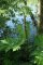 Heracleum mantegazzianum - Berce du Caucase - taches pourpres sur tige (…)