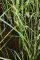 Carex vesicaria (étang de la Benette)
