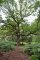 chêne remarquable - Quercus petraea (partie boisée de la tourbière des (...)