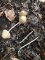 Psathyrella conopilus, syn. Parasola conopilus - Psathyrelle conique