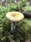 Russula claroflava - Russule jaune noircissante