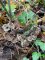 Auricularia mesenterica - vue de dessus