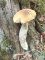 Leccinellum pseudoscabrum