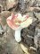 Russula aurora