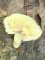Russula violeipes