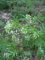 Cardamine impatiens