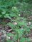 Cardamine impatiens