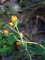 Hypericum pulchrum