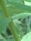 Hypericum tetrapterum ailes