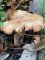 Clitopilus geminus