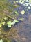 Potamogeton natans