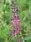 Stachys sylvatica