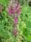 Stachys sylvatica