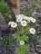 Tanacetum parthenium