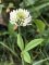 Trifolium montanum - Trèfle des montagnes