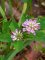 Trifolium resupinatum fleurs