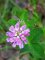 Trifolium resupinatum fleurs