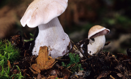 Mycologie