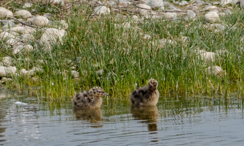 Ornithologie