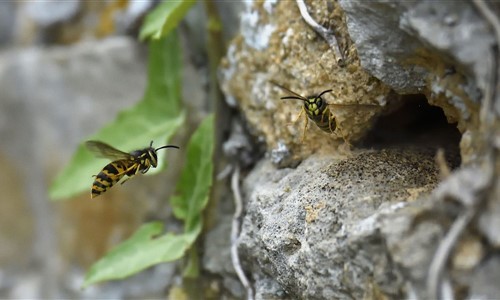 Entomologie