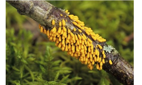 Myxomycètes