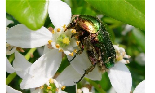 Entomologie