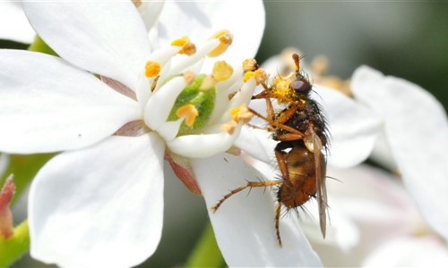 Entomologie