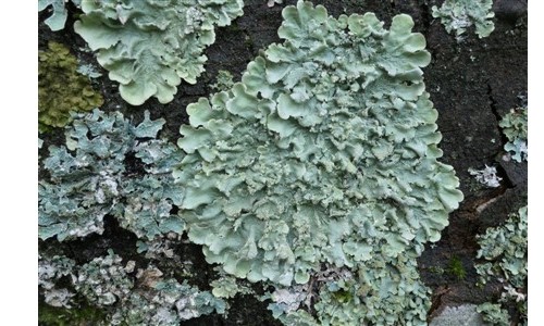 Lichenologie