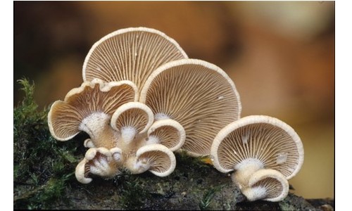 Mycologie