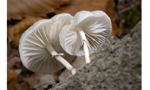 Mycologie