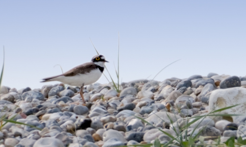 Ornithologie