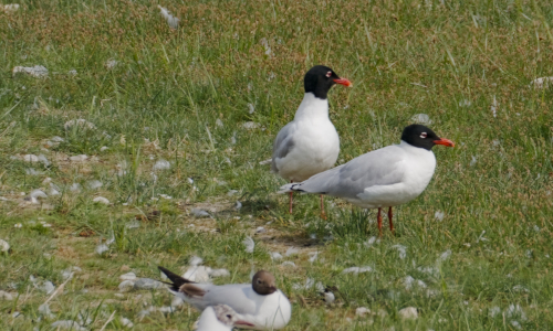Ornithologie