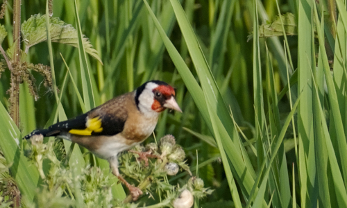 Ornithologie