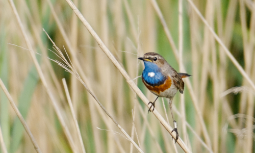 Ornithologie