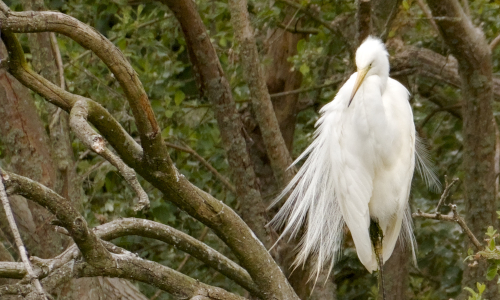 Ornithologie