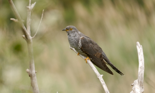 Ornithologie