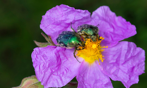 Entomologie