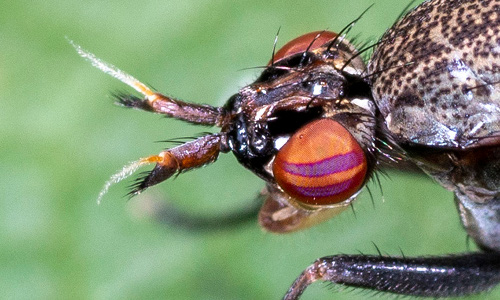 Entomologie