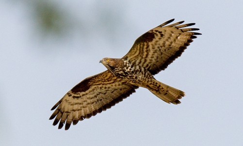 Ornithologie