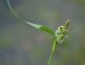 Carex viridula - détail (étang de la Benette)