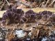 Trichaptum abietinum - Tramète lilas, Polypore du sapin