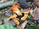 Cantharellus cibarius