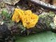 Tremella aurantia
