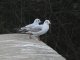 Mouettes rieuses, 1er hiver