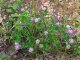 Trifolium resupinatum fleurs