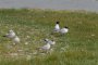 Mouettes rieuses et Mouettes mélanocéphales