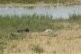 Avocette élégante et Foulques macroules
