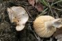 T - Russula exalbicans