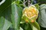 fleur de Tulipier de Virginie : Liriodendron tulipifera